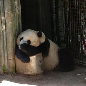 Meet your Posher, Anna